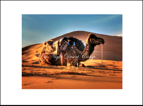 merzouga desert overnight